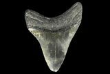 Fossil Megalodon Tooth - South Carolina #145537-2
